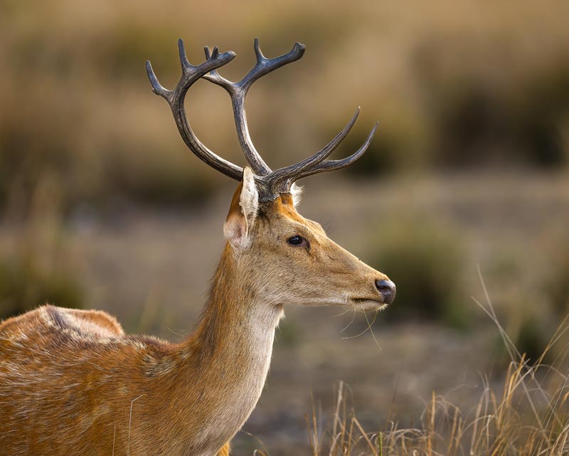 Kanha National Park